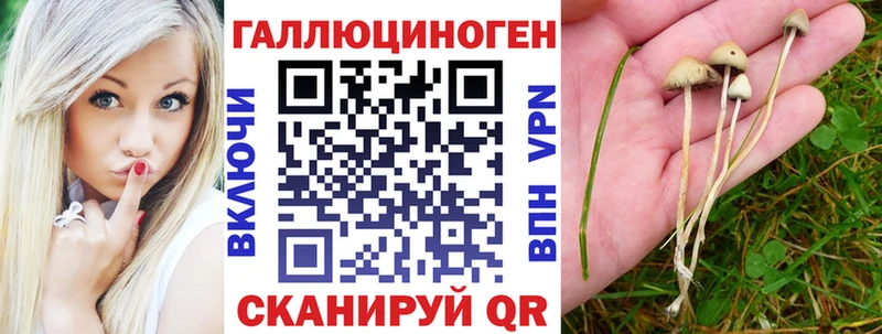 Галлюциногенные грибы Psilocybine cubensis  Борзя 