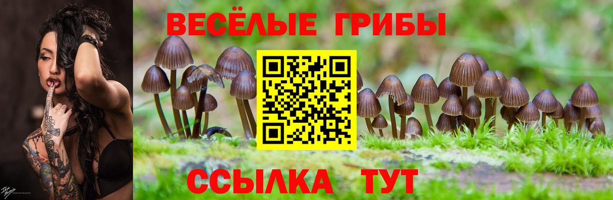 Псилоцибиновые грибы Psilocybine cubensis  купить  сайты  Борзя 
